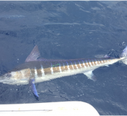 Pisces Weekly Fish Report May 7 to 13, 2016
