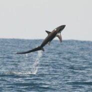 Pisces Sportfishing Weekly Fish Report – MAY 17th to 23rd, 2014