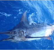 Pisces Weekly Fish Report July 2nd to 8th, 2016