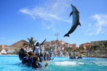 Cabo Dolphins in Groups