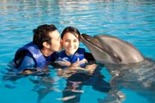Swim with Dolphins