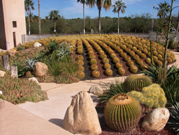 CactiMundo - Cactus Collection