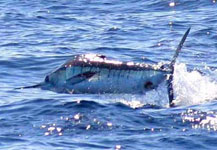 hotel buena vista beach resort and spa