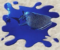 Dive Shop Diving Courses