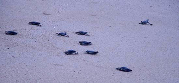 Kama Dean and Chris Pesenti