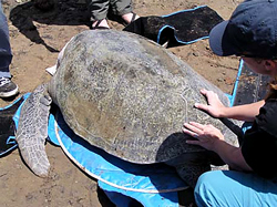 Asumptomas - Preserving Sea Turtles