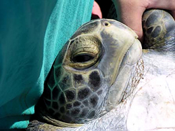 Asumptomas - Helping Sea Turtles