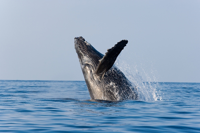 Whale Watching Photo Safari - Cabo San Lucas, Los Cabos, Mexico